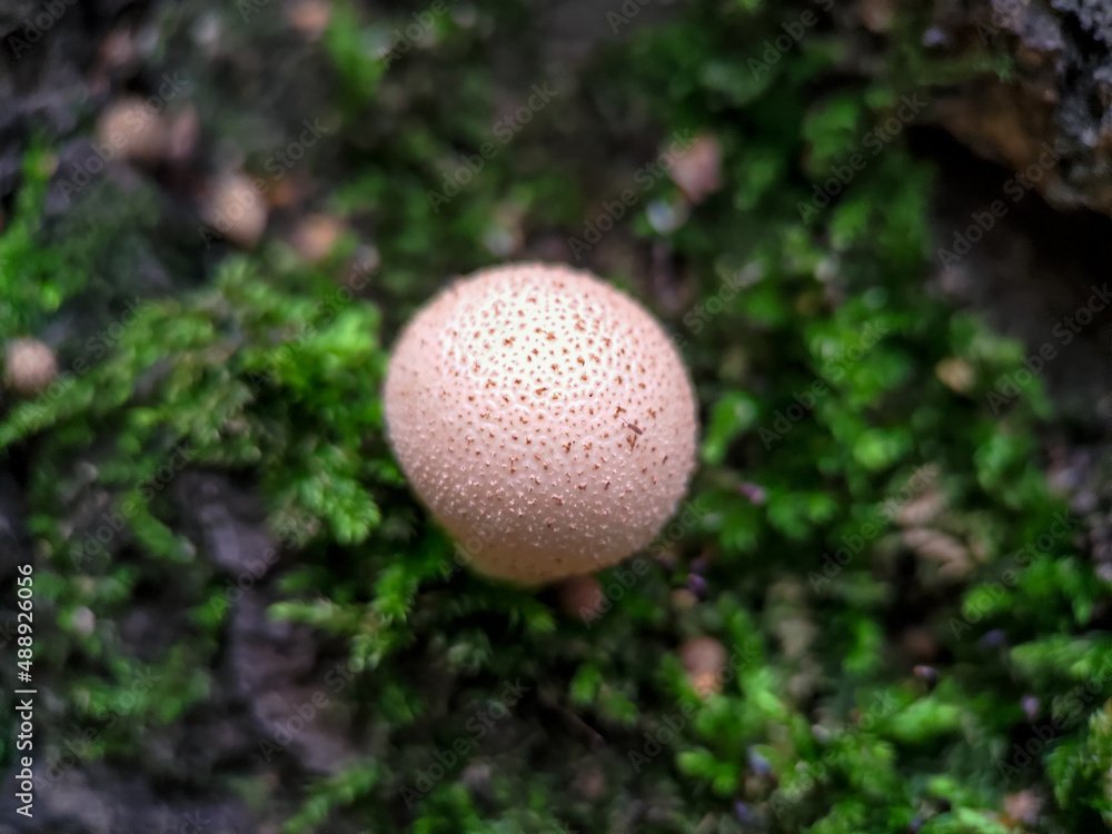 Fungus Apioperdon pyriforme growing on a tree among moss extreme close up Fungus Apioperdon pyriforme growing on a tree among moss extreme close up