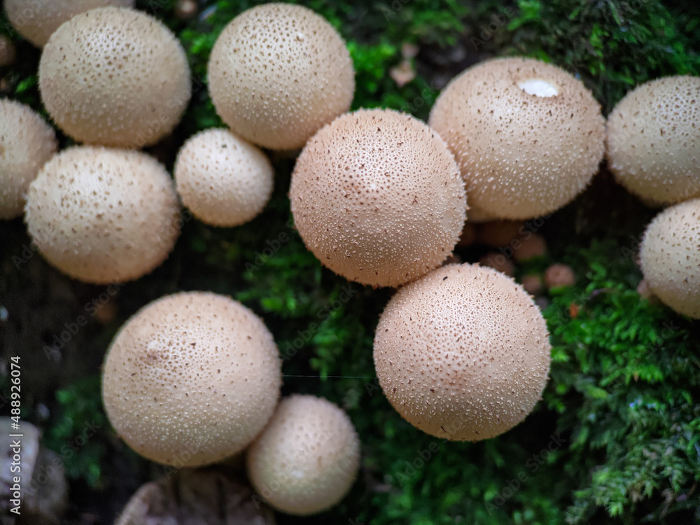 Mushroom Apioperdon pyriforme growing on a tree extreme close up Mushroom Apioperdon pyriforme growing on a tree extreme close up
