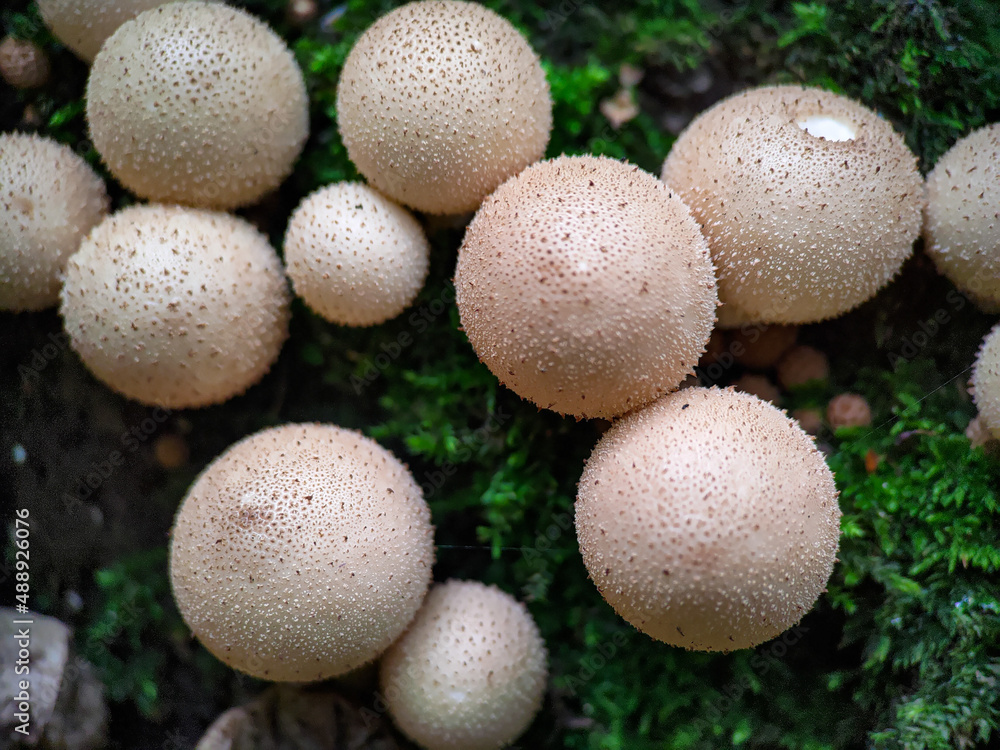 Mushroom Apioperdon pyriforme growing on a tree extreme close up Mushroom Apioperdon pyriforme growing on a tree extreme close up