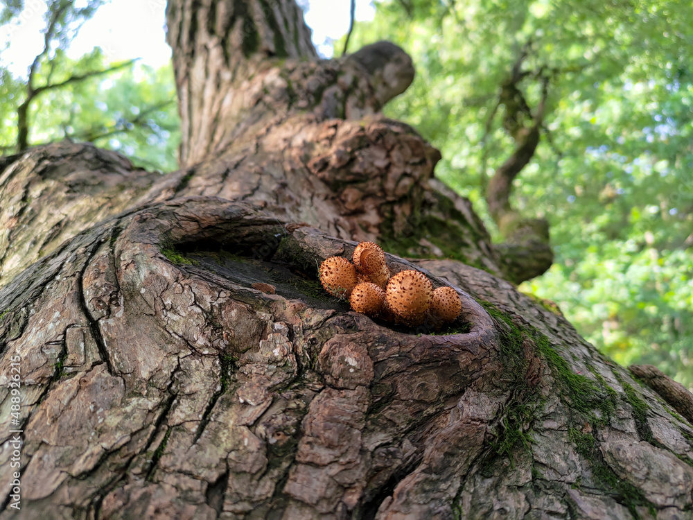 Fungi Pholiota squarrosa on tree in the forest. Fungi Pholiota squarrosa on tree in the forest.