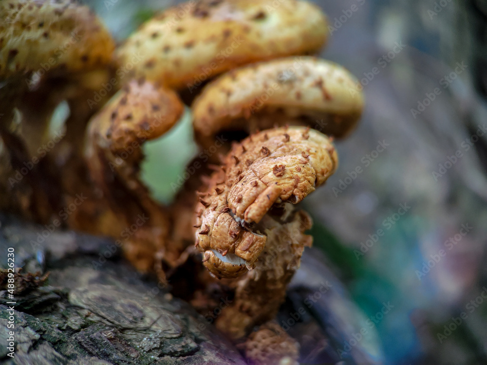 Fungi Pholiota squarrosa on tree in the forest.