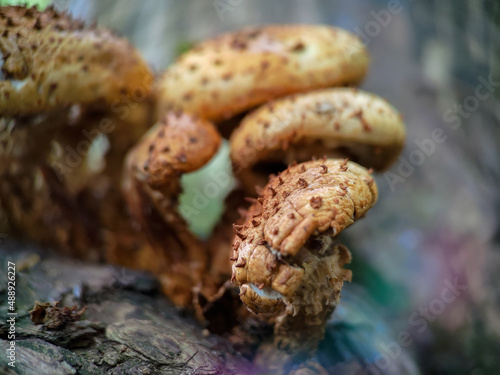 Fungi Pholiota squarrosa on tree in the forest.