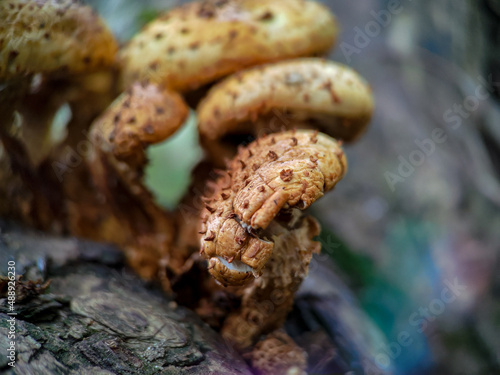 Fungi Pholiota squarrosa on tree in the forest.