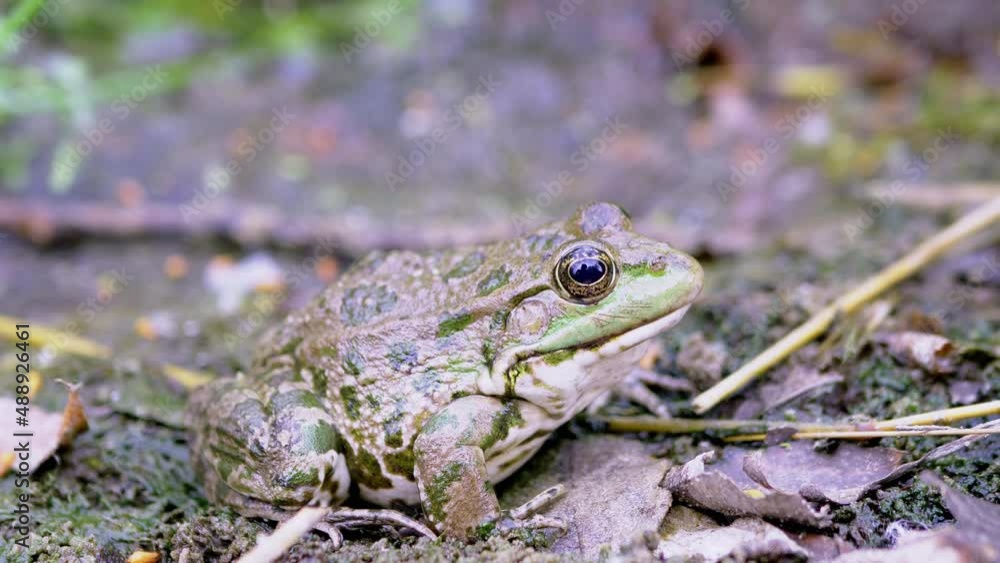 Large Green Spotted Reed Toad Sits on Wet Sand, Waiting for Prey. A slippery reptile resting on the coast in fallen dry leaves in sun. Side view. Amphibian with bulging eyes breathes skin, nostrils. Large Green Spotted Reed Toad Sits on Wet Sand, Waiting for Prey. A slippery reptile resting on the coast in fallen dry leaves in sun. Side view. Amphibian with bulging eyes breathes skin, nostrils.
