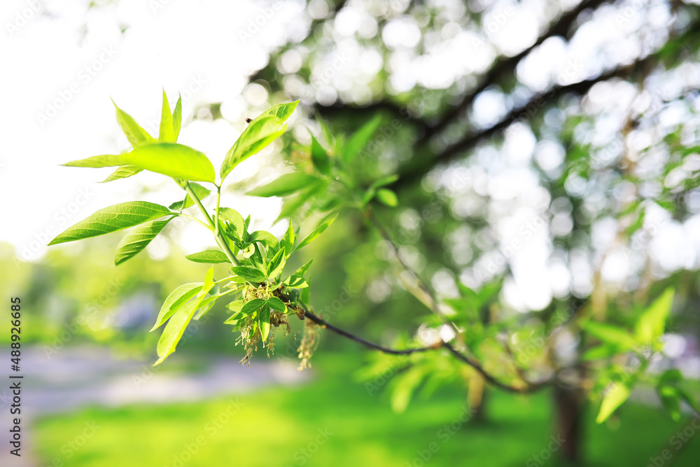 Spring nature background. Greenery of trees and grasses on a sunny spring morning. Forest landscape. Spring nature background. Greenery of trees and grasses on a sunny spring morning. Forest landscape.