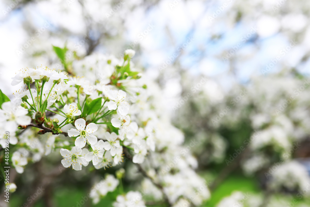 White flowers on a green bush. Spring cherry apple blossom. The white rose is blooming. White flowers on a green bush. Spring cherry apple blossom. The white rose is blooming.