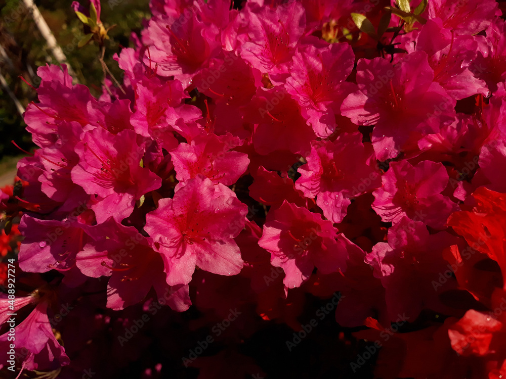 close-up pink royal azalea blossoms