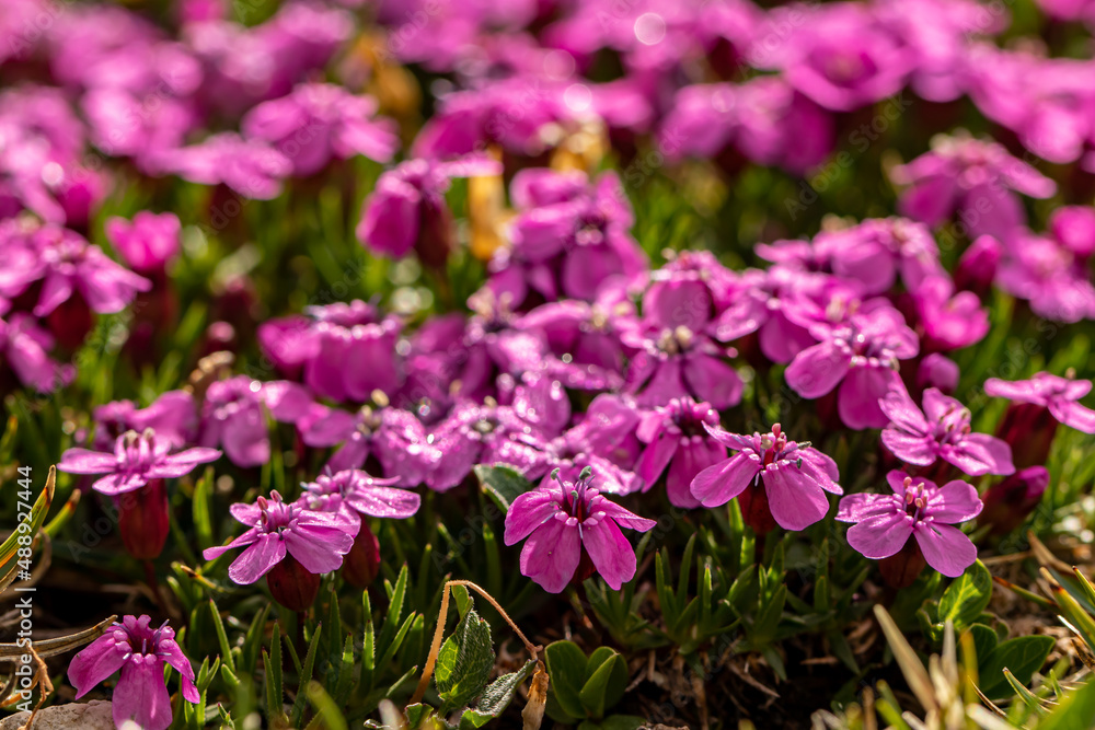Saponaria ocymoides flower growing in mountains Saponaria ocymoides flower growing in mountains