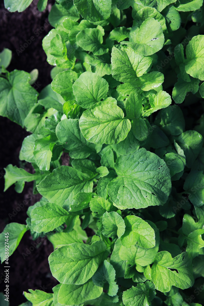 Young sprouts of seedlings in the vegetable garden. Greenery in a greenhouse. Fresh herbs in the spring on the beds. Young sprouts of seedlings in the vegetable garden. Greenery in a greenhouse. Fresh herbs in the spring on the beds.