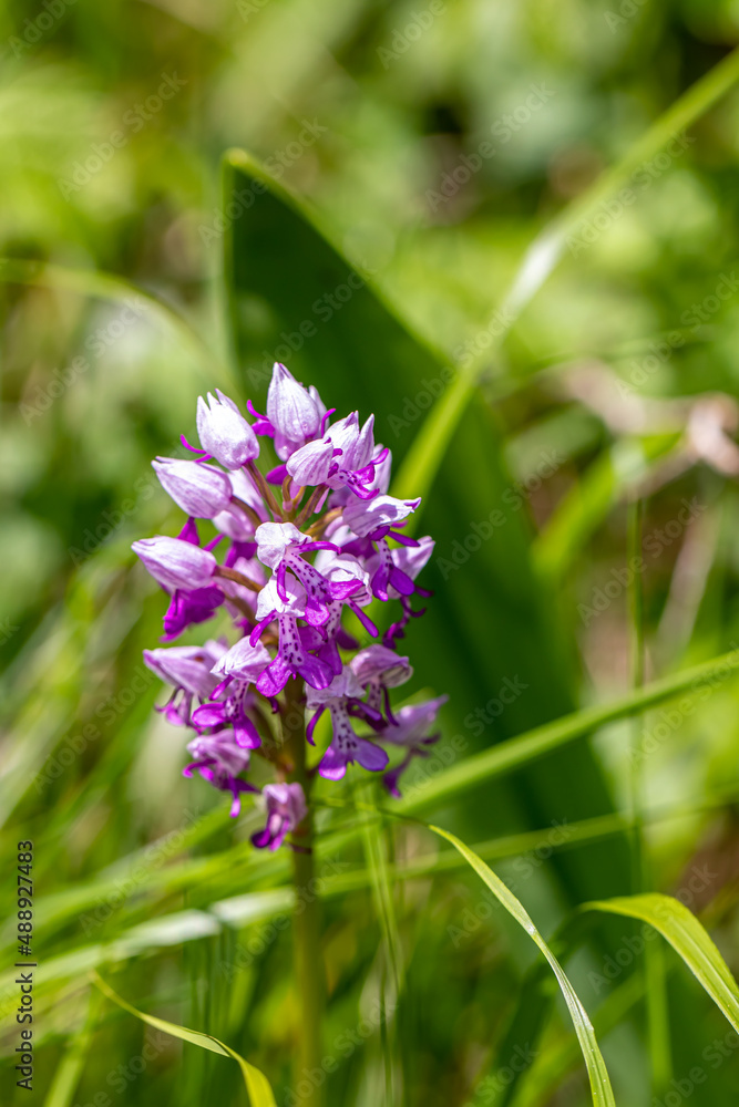 Dactylorhiza maculata flower growing in meadows Dactylorhiza maculata flower growing in meadows