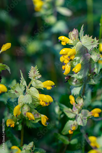 Rhinanthus glacialis flower growing in meadow, close up	
