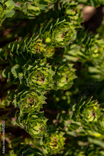 Rhodiola rosea flower growing in mountains, close up 