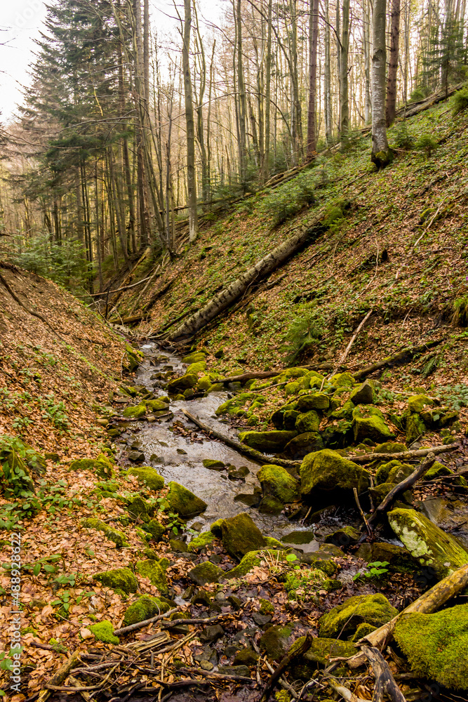 a small forest river with steep banks in Ukrainian Carpathian forest a small forest river with steep banks in Ukrainian Carpathian forest