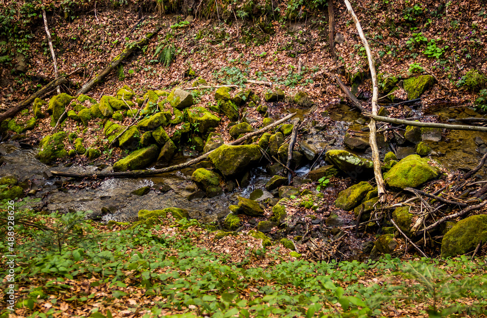 a small forest river with steep banks in Ukrainian Carpathian forest a small forest river with steep banks in Ukrainian Carpathian forest