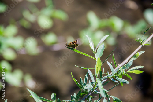 small butterfly on the top of green plant