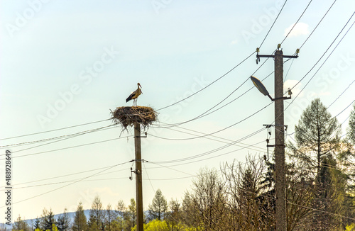 nest of white storks (ciconia ciconia) on the top of electric pole