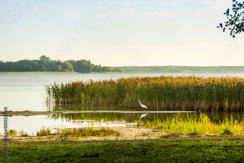 a great egret (ardea alba) at the Svitiaz lake, Shatsk, Ukraine photo