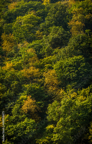 trees on steep rocky bank, National Nature Park Dnister Canyon, Ukraine © Petro Teslenko