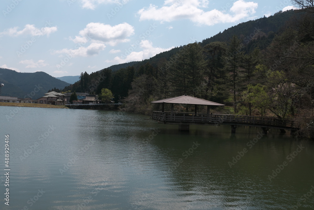 池の周囲の桜
池の周囲の桜