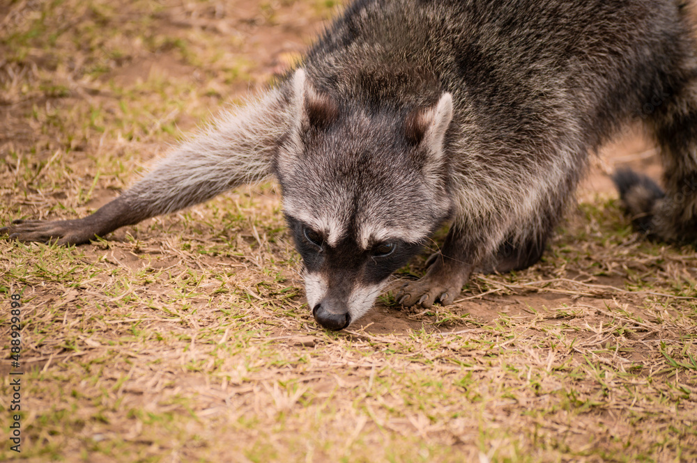 Close up of a raccoon on the grass, Portrait of a cute raccoon in its habitat, A young wild Procyon on the grass Close up of a raccoon on the grass, Portrait of a cute raccoon in its habitat, A young wild Procyon on the grass