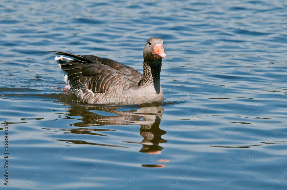 Greylag Goose (Anser anser) in park, Germany Greylag Goose (Anser anser) in park, Germany