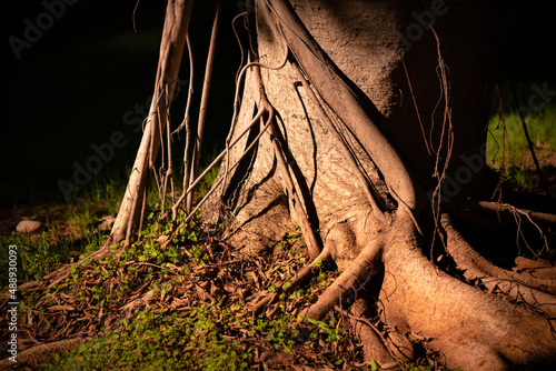 Ficus nitida tree trunk and roots background photo. Impressive view of ficus nitida tree trunk and roots known as Indian laurel in harsh sunlight.  photo