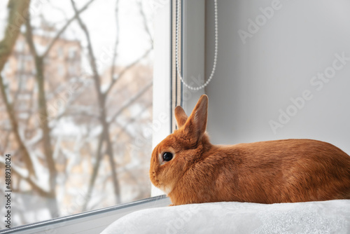 Cute brown red bunny rabbit lying down on white fuzzy blanket on windowsill looking through window indoors. Adorable pet at cozy home.Relax concept