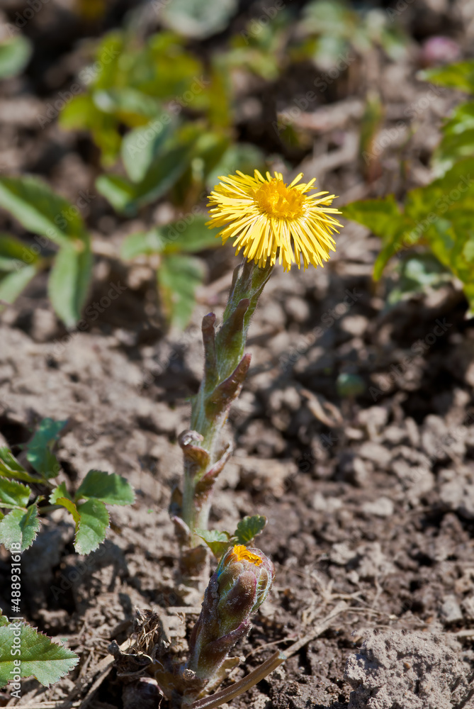 Coltsfoot (Tussilago farfara) in meadow, Central Russia Coltsfoot (Tussilago farfara) in meadow, Central Russia