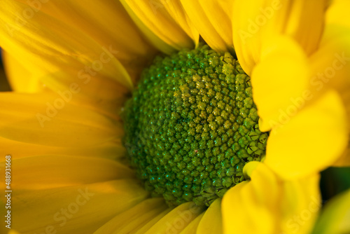 Closeup of a yellow chrysanthemum