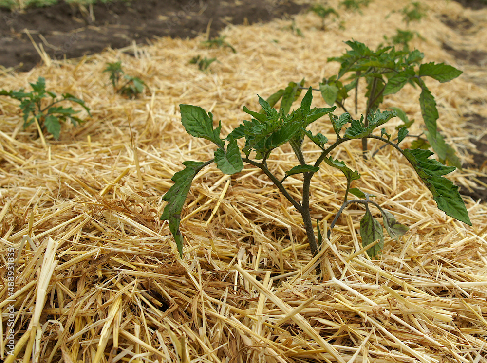 Straw mulch and tomato seedlings Straw mulch and tomato seedlings