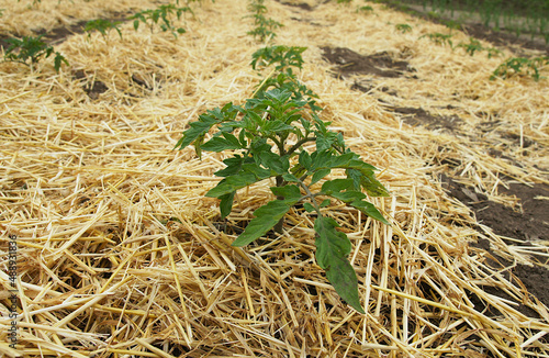 Straw mulch and tomato seedlings photo