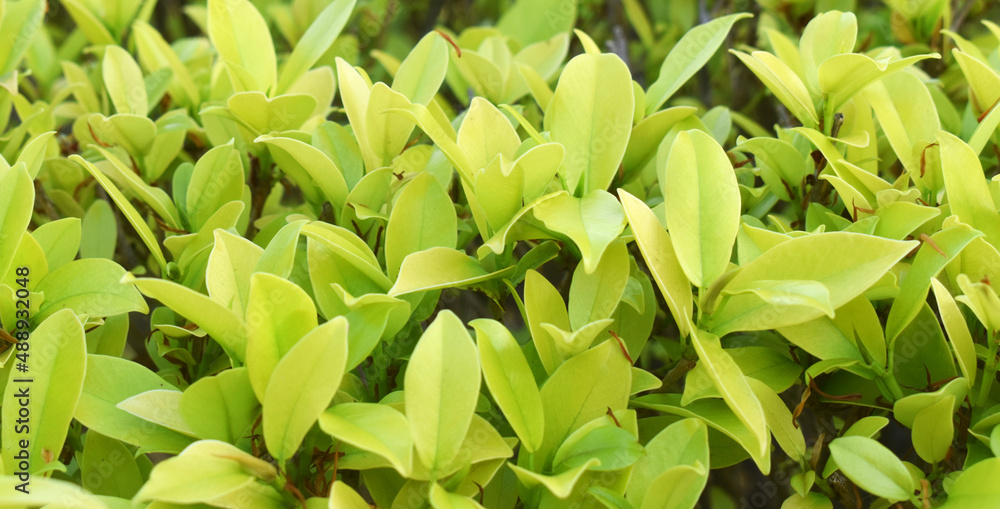 Fototapeta premium green leaves background