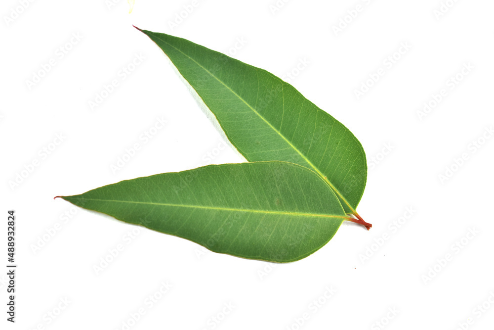 Obraz premium leaf isolated on white