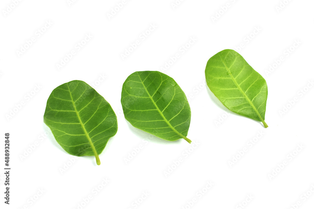 Obraz premium green leaf isolated on white