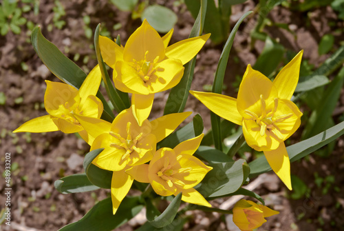 Bieberstein Tulip (Tulipa biebersteiniana) in garden