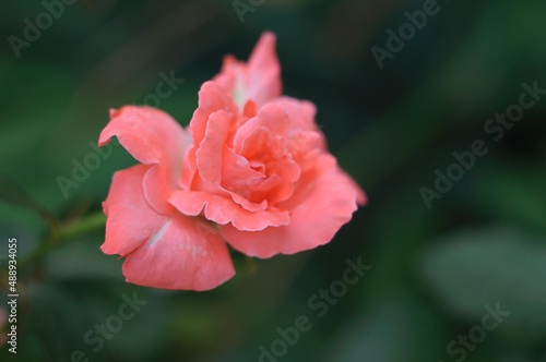 Bright orange bud of hybrid tea rose Folklore. Double salmon-pink flowers with a peach-yellow underside of the petals. Plant theme and selective focus