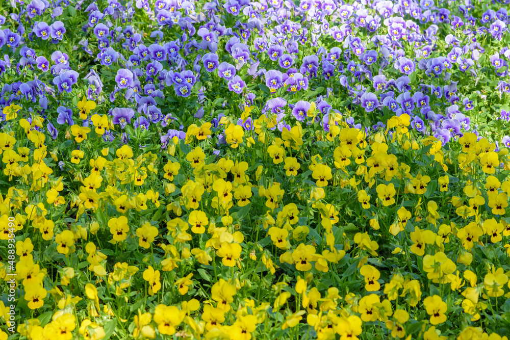 Obraz premium Viola flowers blooming in the garden