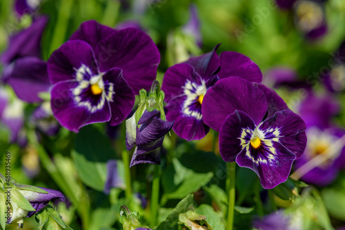 Close up Viola flowers blooming in the garden with a blurred background in spring