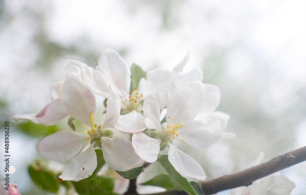 Cherry blossom early spring garden background, copy space for text Cherry blossom early spring garden background, copy space for text