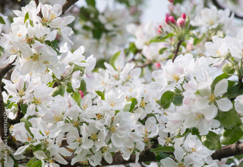 apple orchard blooming in early spring in the background. landscape spring .