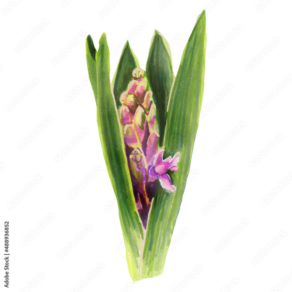 Fototapeta premium Botanical illustration of a pink blooming hyacinth. Watercolor flower.