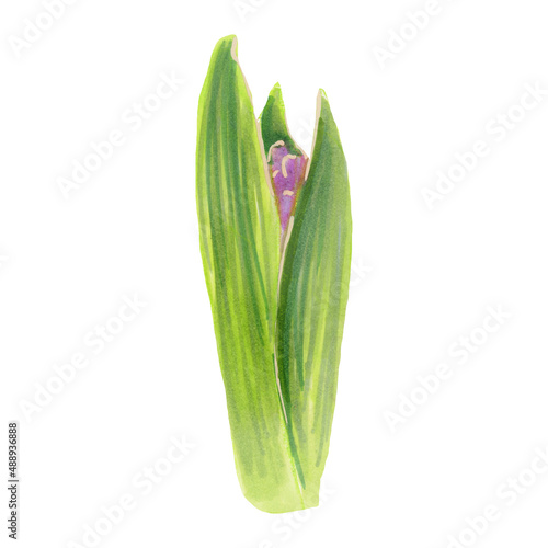 Botanical illustration of blooming hyacinth. Watercolor flower.