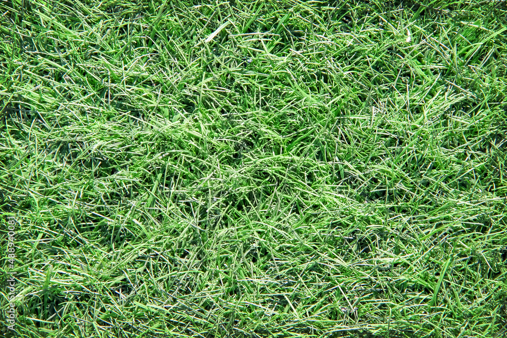 Green grass garden background top view Green grass garden background top view