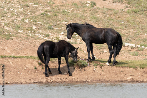 Black stallion and black sabino mare wild horse mustangs at the waterhole in the western United States