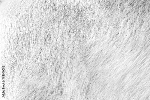 dog fur texture with soft patterns for line white grey background
