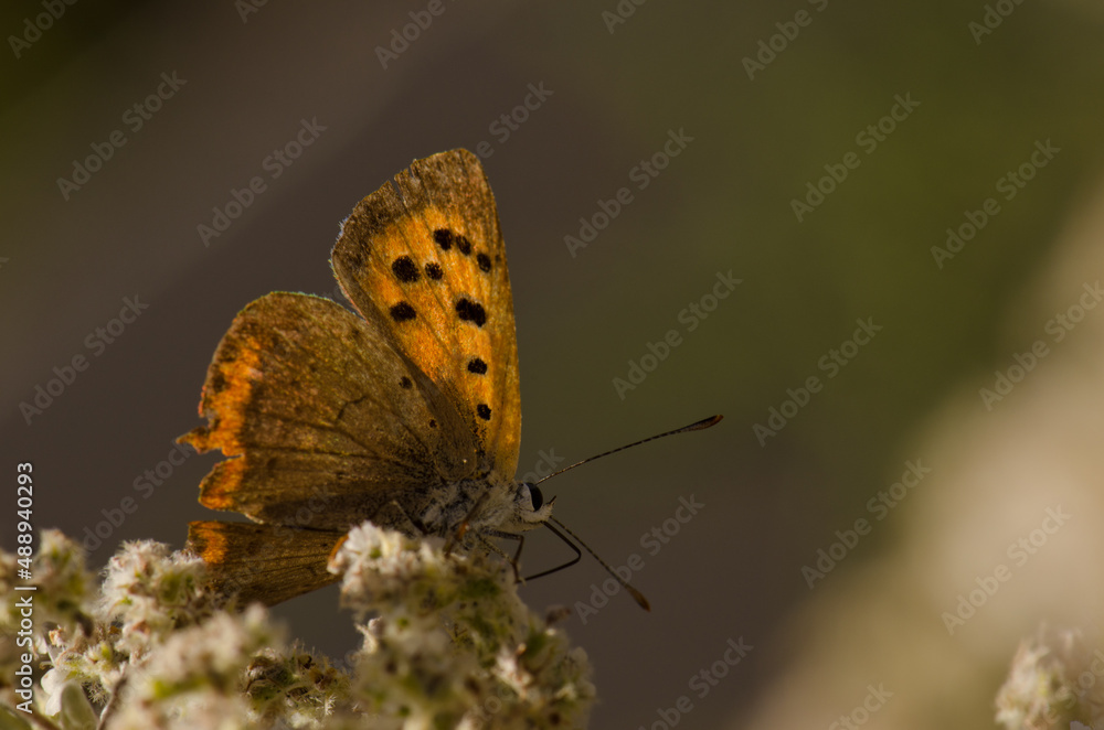 Obraz premium Butterfly small copper Lycaena phlaeas. Garafia. La Palma. Canary Islands. Spain.