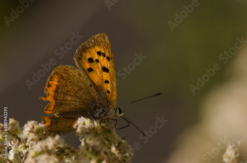 Butterfly small copper Lycaena phlaeas. Garafia. La Palma. Canary Islands. Spain. © Víctor