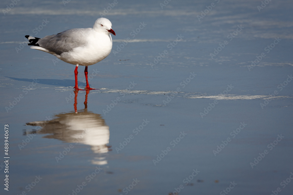 Obraz premium seagull on the shore