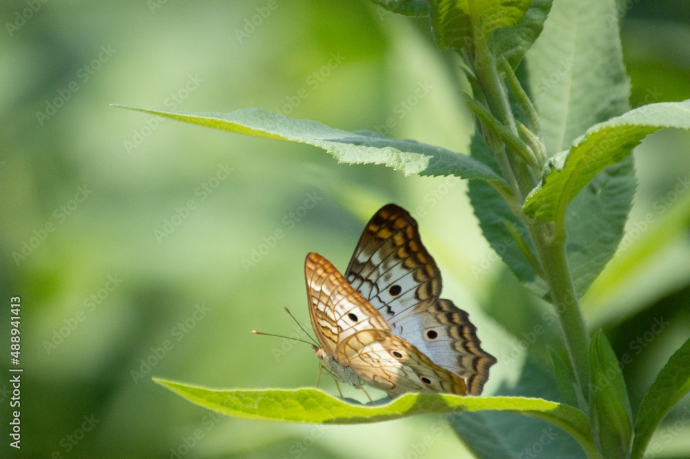 Fototapeta premium Blue Butterfly On Leaf
