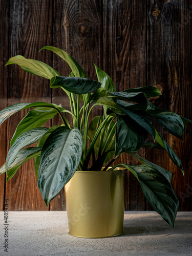 Chinese evergreen plant (aglaonema) in golden flower pot on dark rustic wooden background.  photo